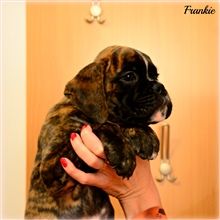 8 weeks